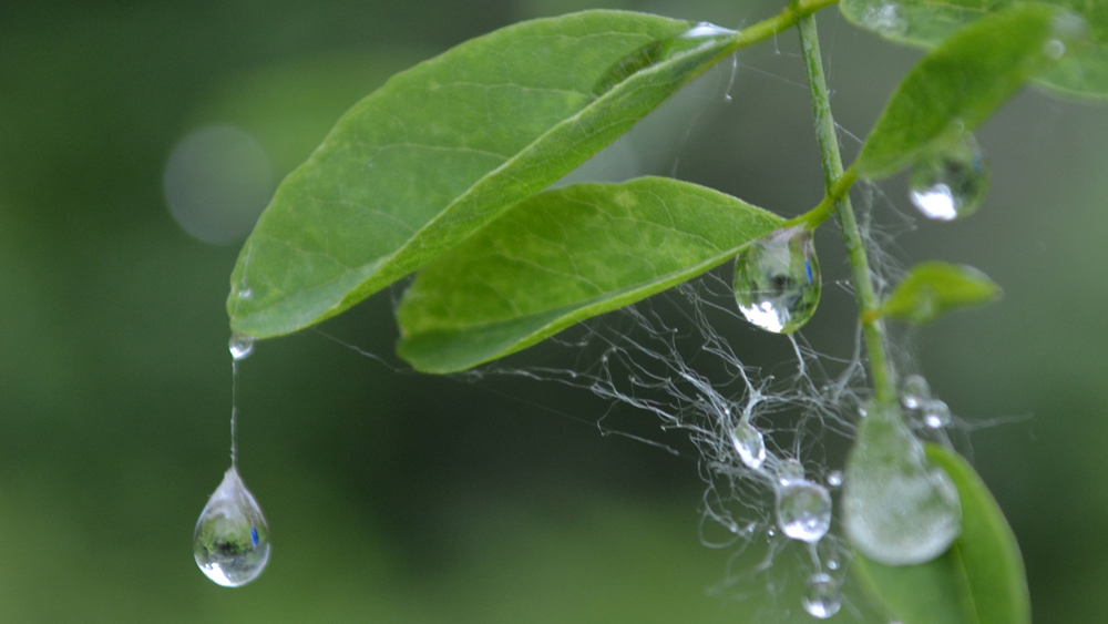 L'eau, un bien si précieux